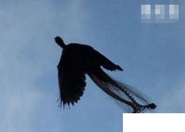 �l���ĵ��������P��